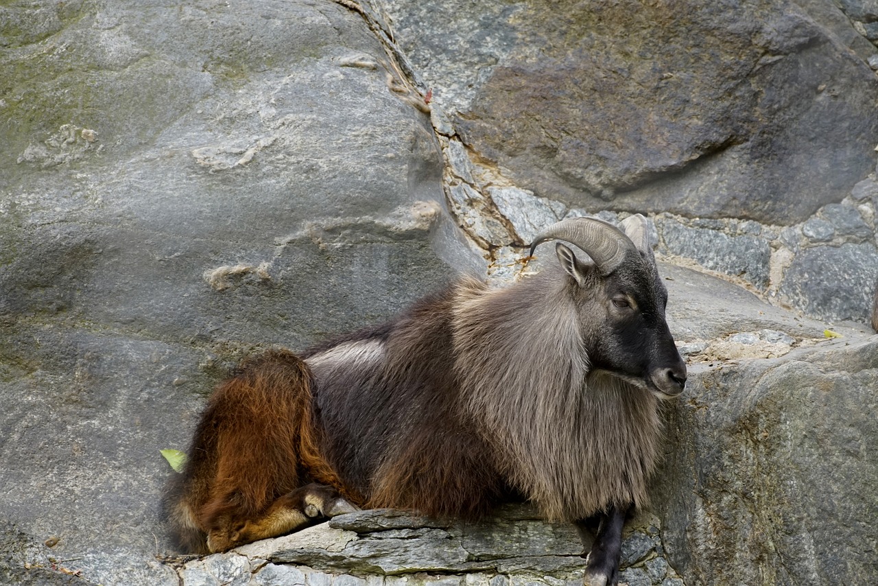 The Characteristics of the Himalayan